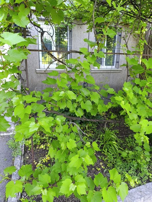Квартира на Центрально-Міський в Кривому Розі, ID 254356, фото №1