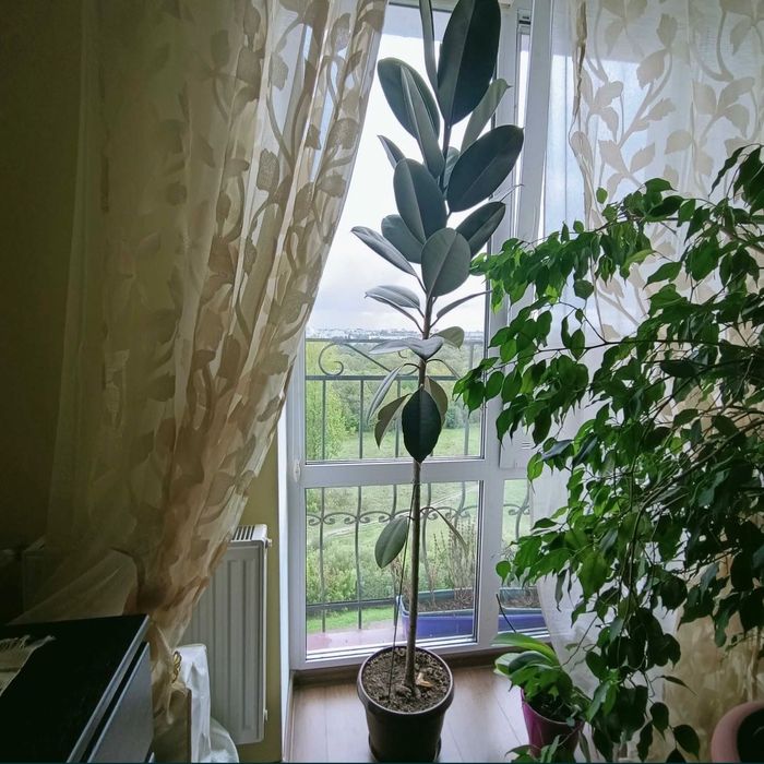 Квартира на вул. Пасічна, 41 в Івано-Франківську, ID 257059, фото №15
