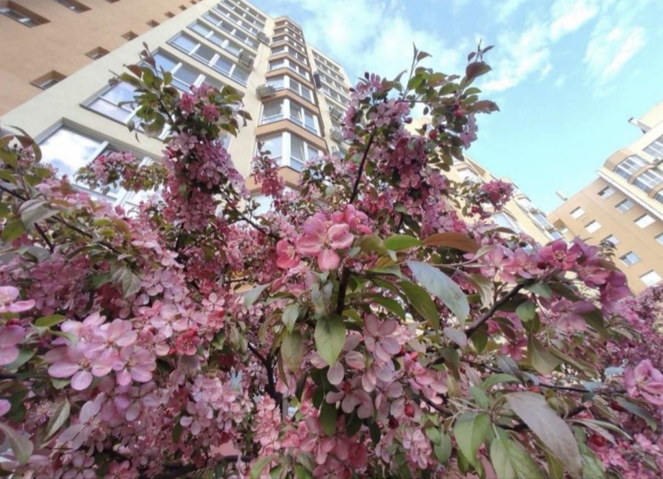 Квартира на біля метро Академгородок в Києві, ID 259397, фото №1
