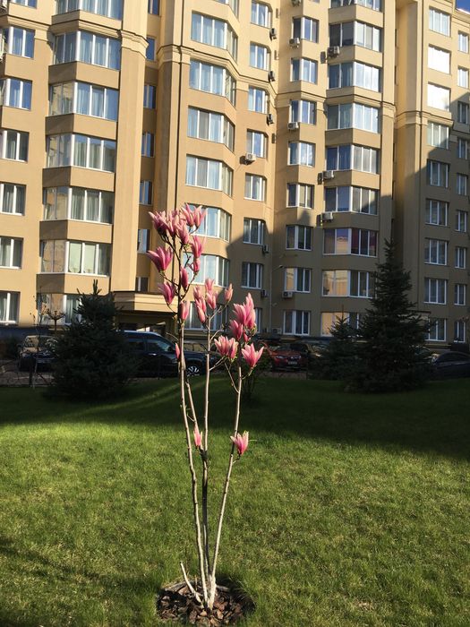 Квартира на ЖК Софія в Києві, ID 221248, фото №15