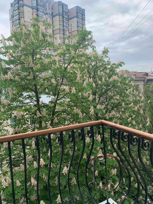 Квартира на вул. Шовковична, 13/2 в Києві, ID 177358, фото №2