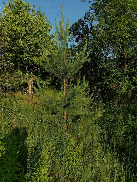 Будинок на Харківська область, Високий, ID 415611, фото №5
