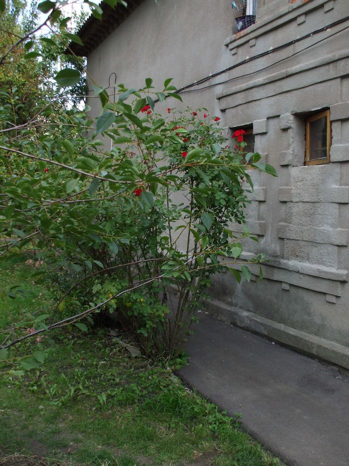 Квартира на шосе Салтовське, 65а в Харкові, ID 200559, фото №5