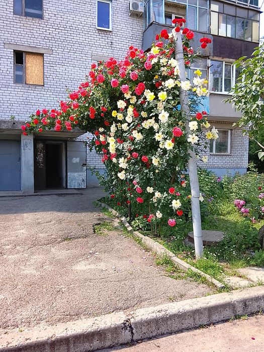 Квартира на вул. Кирпична, 8 в Запоріжжі, ID 181285, фото №23
