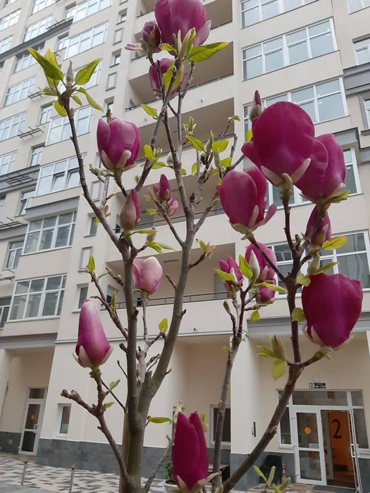 Квартира на вул. Краківська, 4-Б в Києві, ID 271607, фото №8