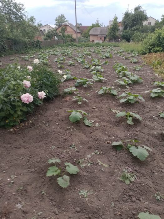 Будинок на Житомирська область, Бердичів, ID 422725, фото №2