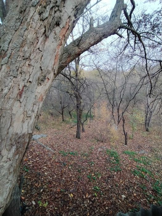 Будинок на Полтавська область, Гавронці, ID 423458, фото №3