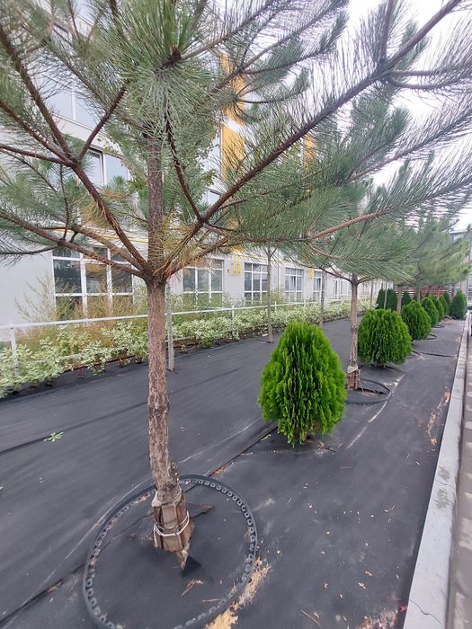 Квартира на ЖК Sanville Park в Києві, ID 308903, фото №2