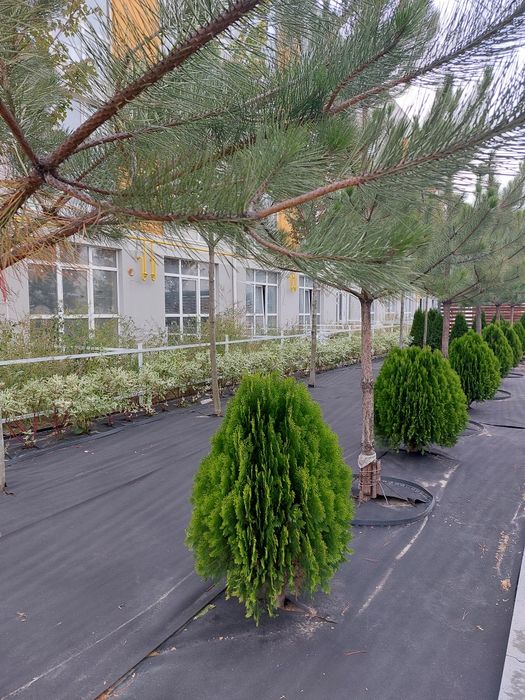 Квартира на ЖК Sanville Park в Києві, ID 308903, фото №11