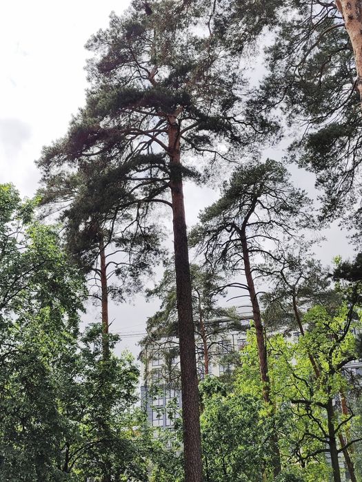 Квартира на вул. Соборна в Києві, ID 240775, фото №17