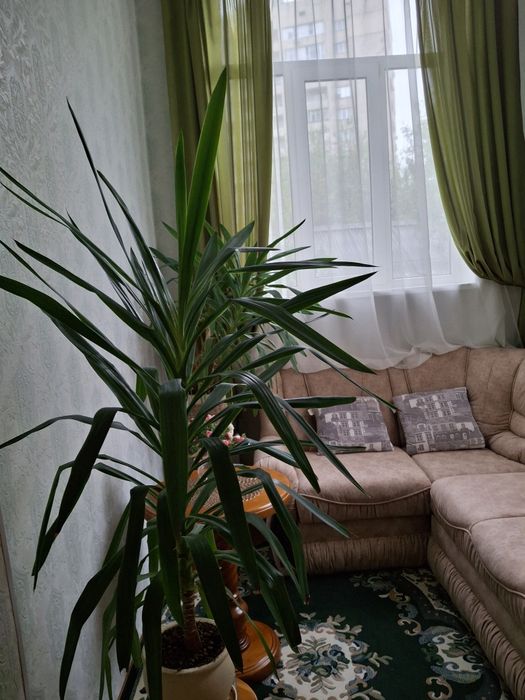 Квартира на вул. Левандовська в Києві, ID 260288, фото №4