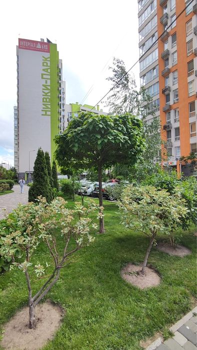 Квартира на вул. Олеся Бердника, 1 в Київ, ID 313929, фото №2