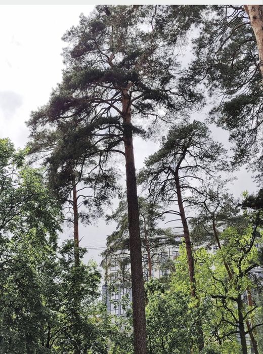Квартира на ЖК в Центрі в Київ, ID 322443, фото №4