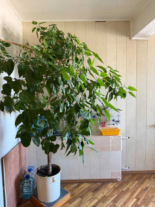 Квартира на вул. Пастерівська, 11 в Черкасах, ID 227932, фото №7