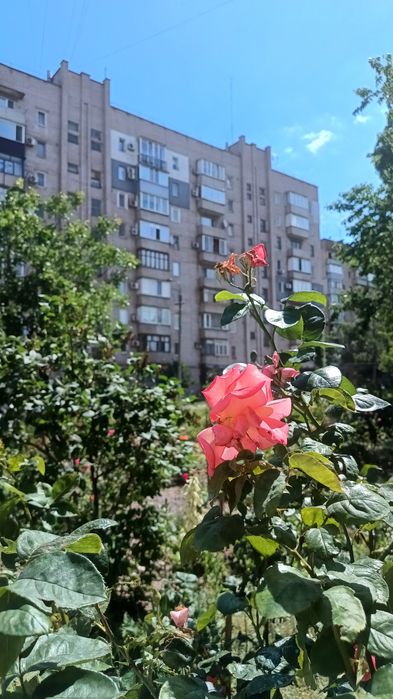 Квартира на вул. Святителя Василя Великого в Кривому Розі, ID 180927, фото №13