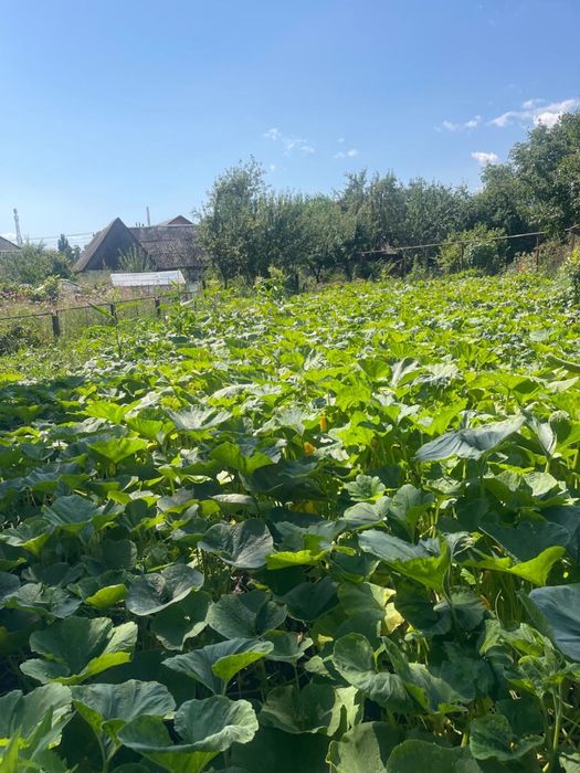 Будинок, Путивль у Сумській області, ID 423436, фото №7