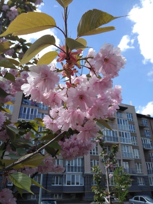 Квартира на Метрологічна в Києві, ID 360279, фото №21
