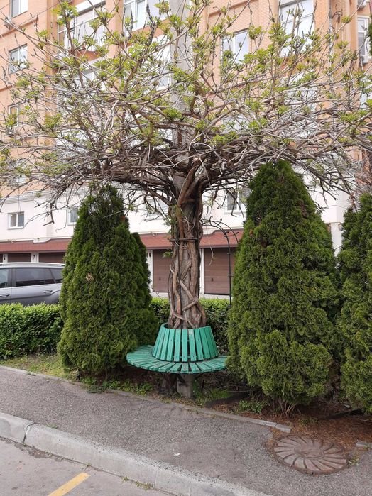 Квартира — Черкаси в Черкасах, ID 365236, фото №2