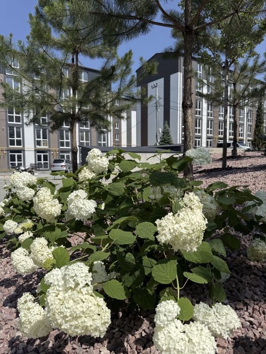 Квартира на ЖК Sanville Park в Києві, ID 383228, фото №3