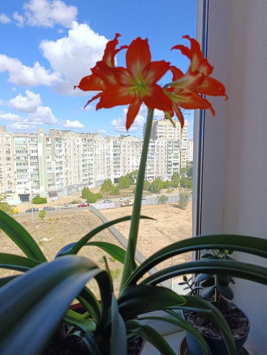 Квартира на вул. Иванова в Одесі, ID 384353, фото №7