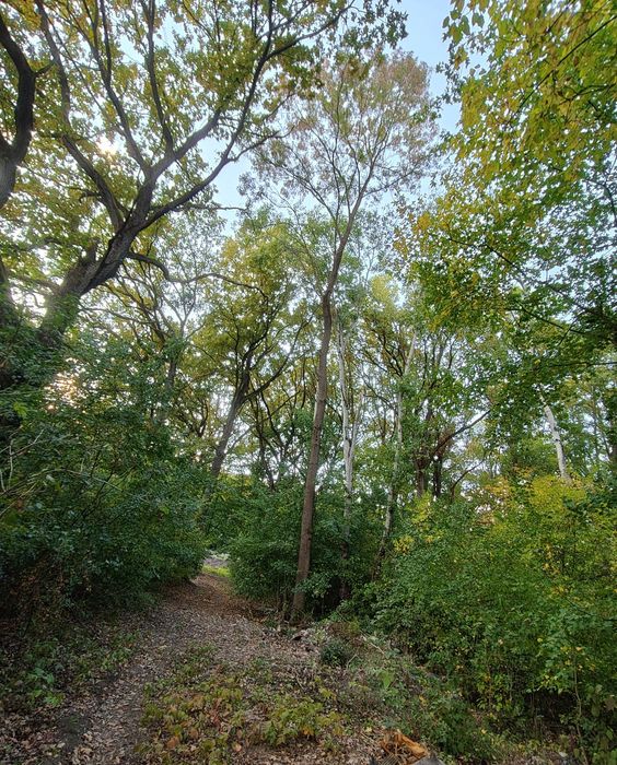 Будинок, Тийглаш у Закарпатській області, ID 422726, фото №8