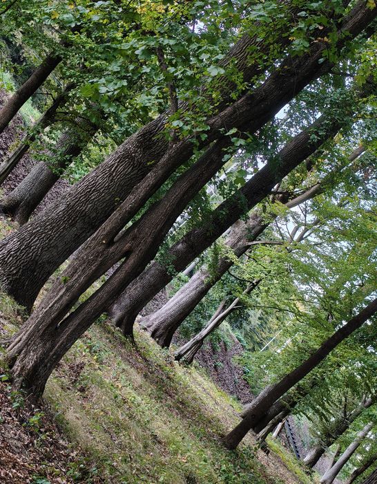 Будинок, Тийглаш у Закарпатській області, ID 422726, фото №10