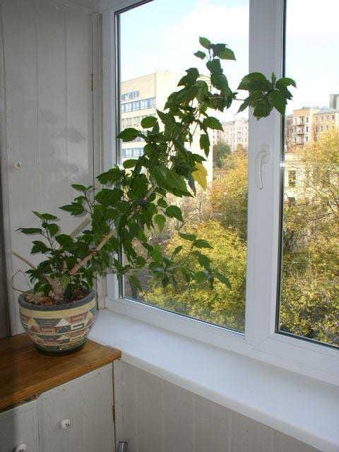 Квартира на вул. Мечникова, 8 в Києві, ID 410153, фото №6