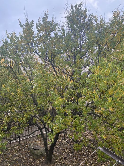 Квартира на просп. Миру в Чернігові, ID 428833, фото №2