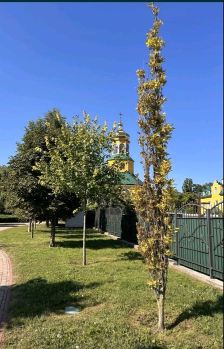 Квартира — Бориспіль, Київська область в Києві, ID 433422, фото №6