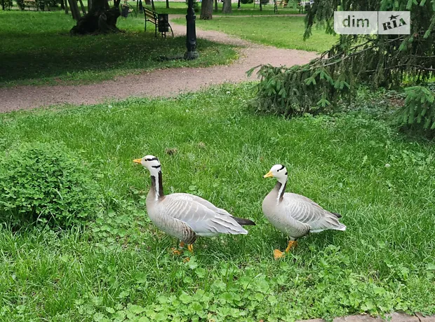 Квартира на вул. Вишгородська, 45 в Києві, ID 329340, фото №27