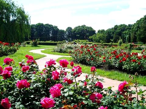 Квартира на вул. Звіринецька, 70-А в Києві, ID 278790, фото №35