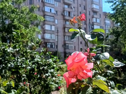 Квартира на вул. Качалова, 42 в Кривому Розі, ID 196444, фото №1