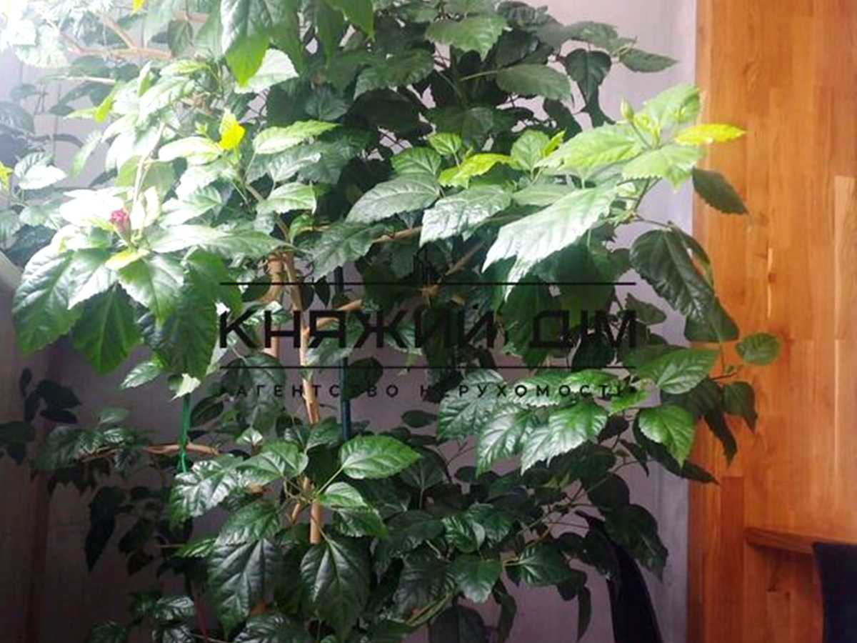 Квартира на вул. Деміївська, 13 в Києві, ID 403718, фото №14